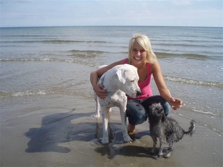 Toypuddel Dina billede 7