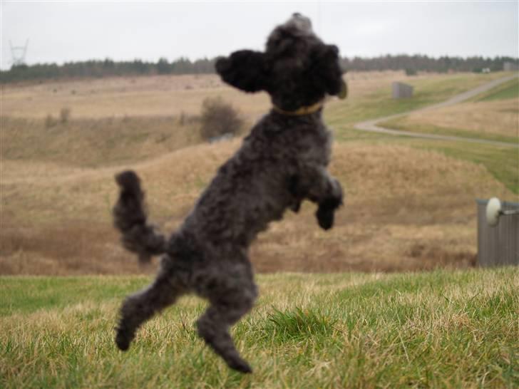 Toypuddel Dina billede 8