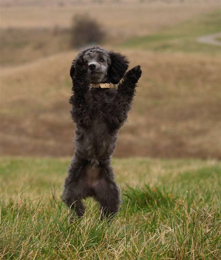 Toypuddel Dina billede 10