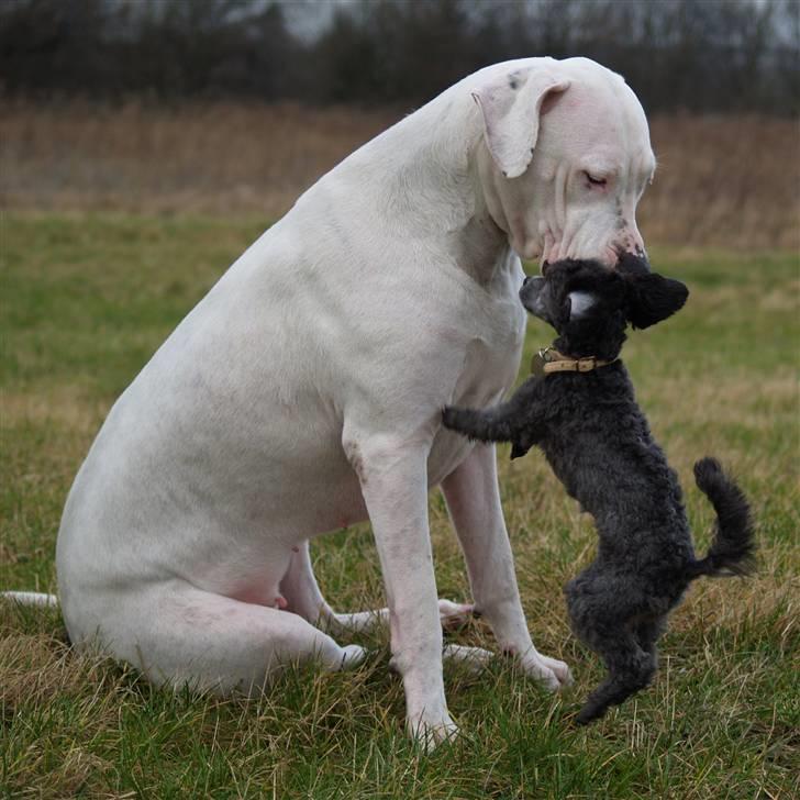 Toypuddel Dina billede 11