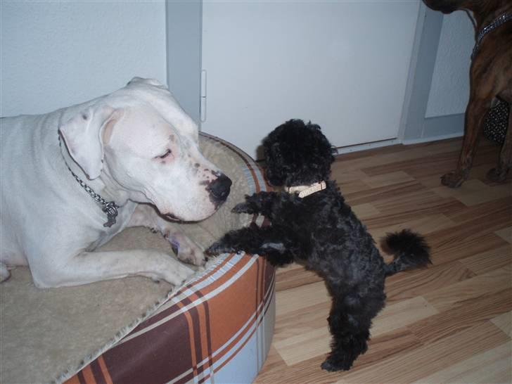 Toypuddel Dina billede 12