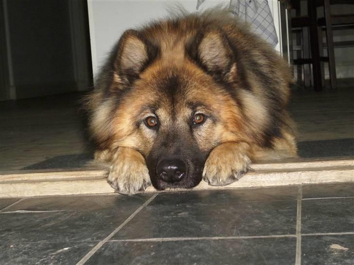 Eurasier Alto - her lægger jeg så sødt,gid du viste hvad jeg lige har gjort (; billede 2