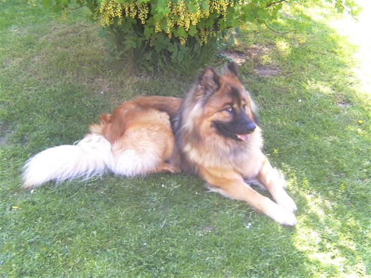 Eurasier Alto billede 3