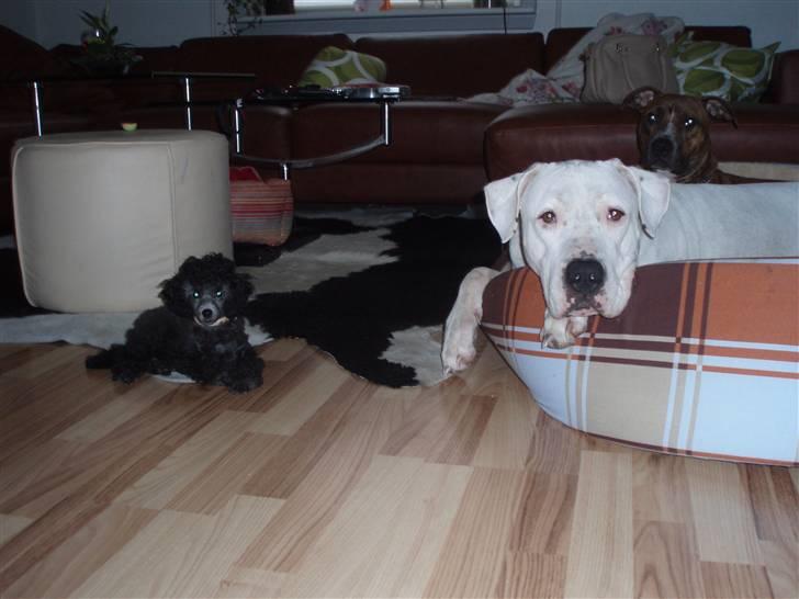 Toypuddel Dina billede 13