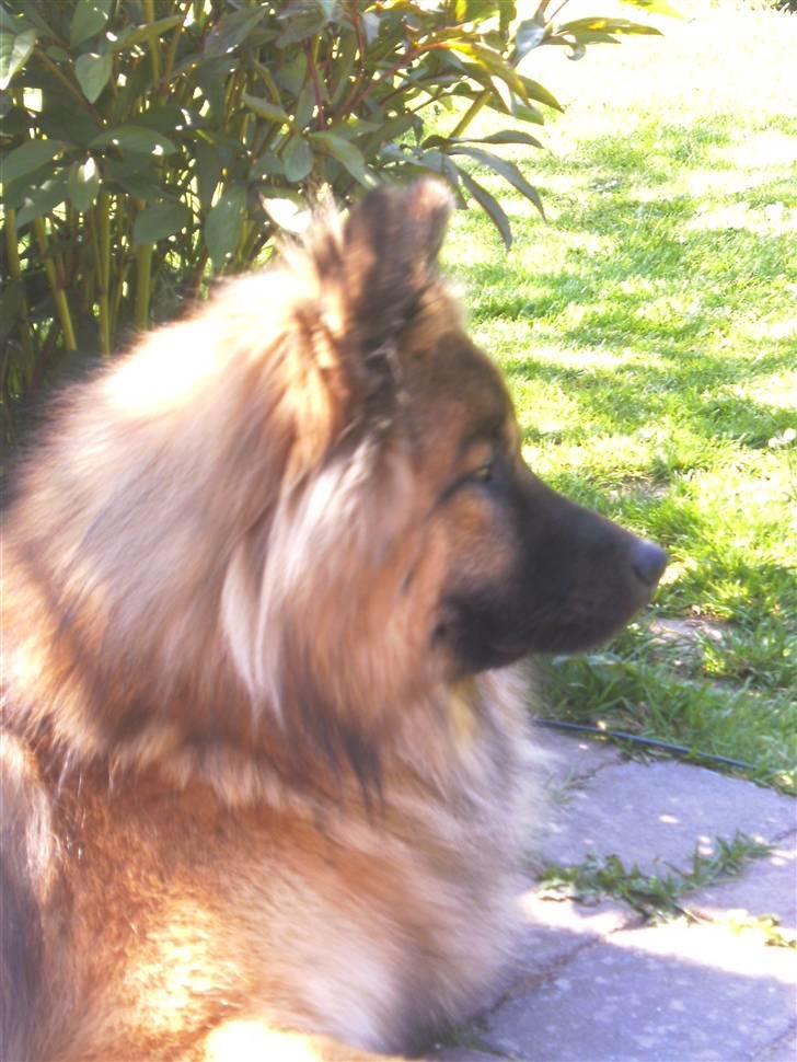 Eurasier Alto billede 4