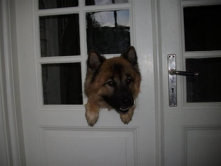 Eurasier Alto - DER var engang glas i :) billede 5