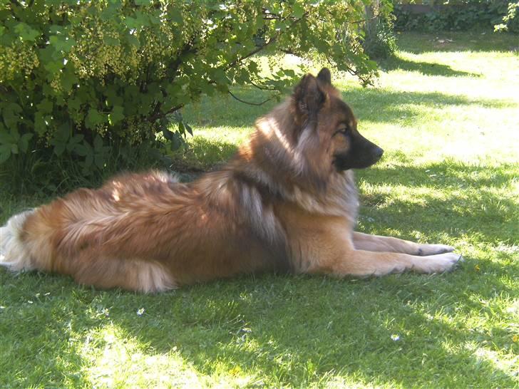 Eurasier Alto billede 6