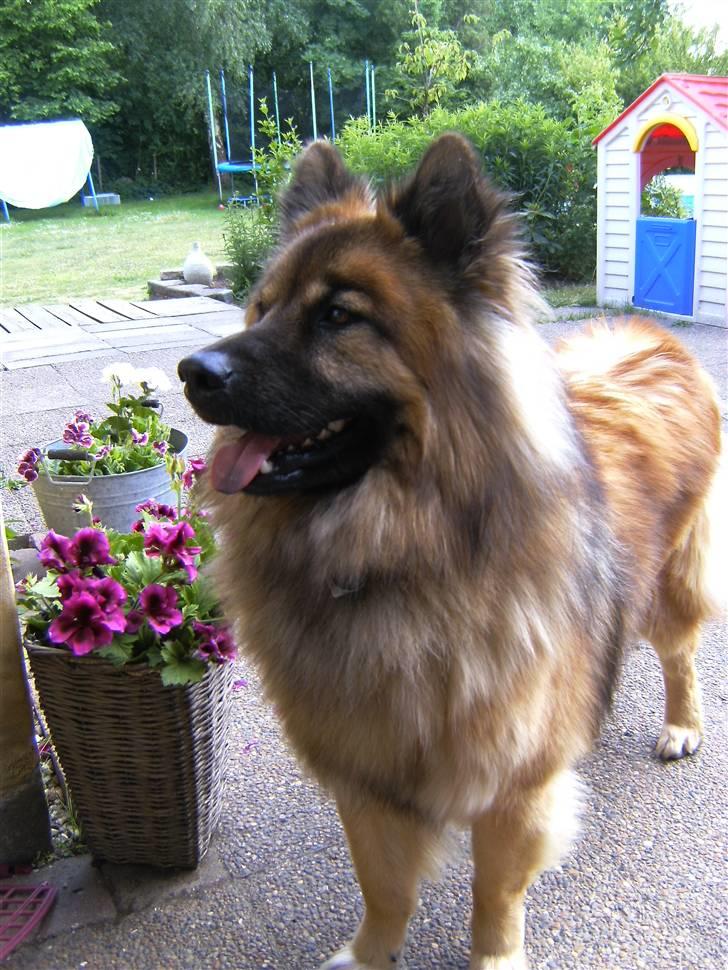 Eurasier Alto billede 7