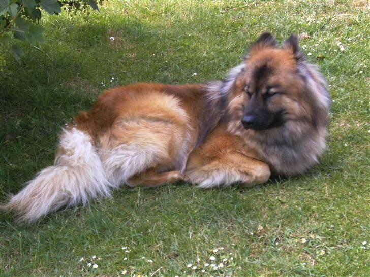 Eurasier Alto billede 8