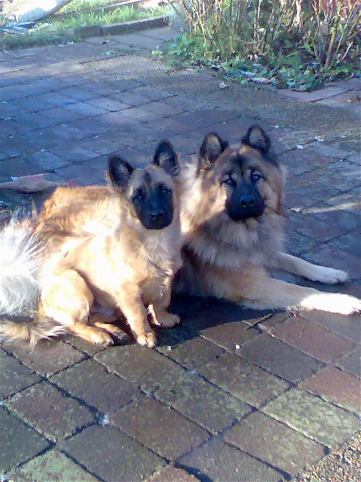 Eurasier Alto - alto og basse, billede 9