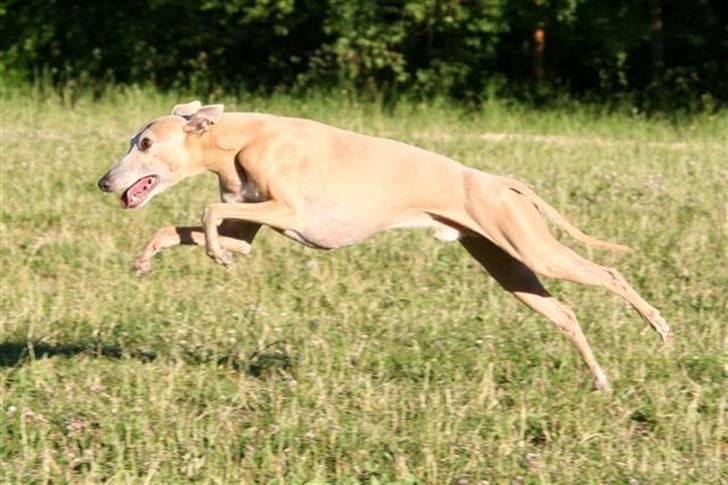 Whippet Mickey (Himmelhund) - frisk løbetur billede 1