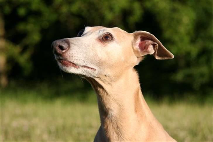 Whippet Mickey (Himmelhund) - smukt hoved billede 2