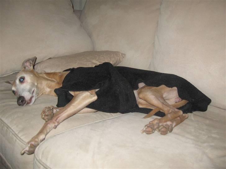 Whippet Mickey (Himmelhund) - afslapning i sofaen - dagligdag billede 3
