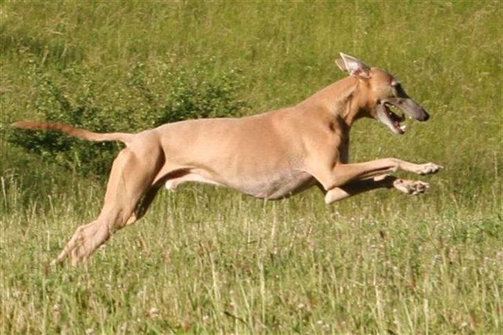 Whippet Mickey (Himmelhund) - huheeej billede 4