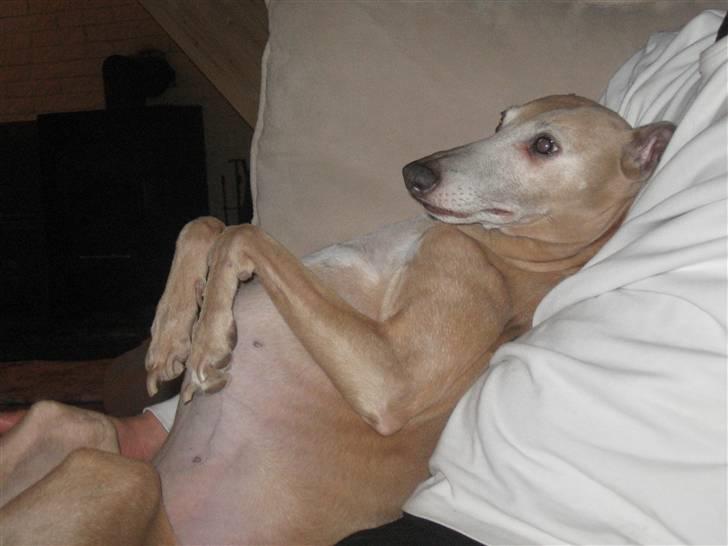 Whippet Mickey (Himmelhund) - ligger da meget godt ;-) billede 5