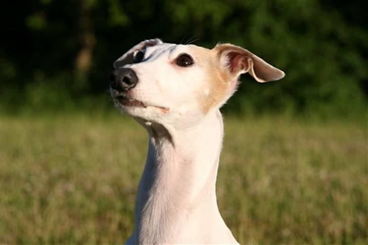 Whippet Bonzo (Himmelhund) - smuk dreng billede 2