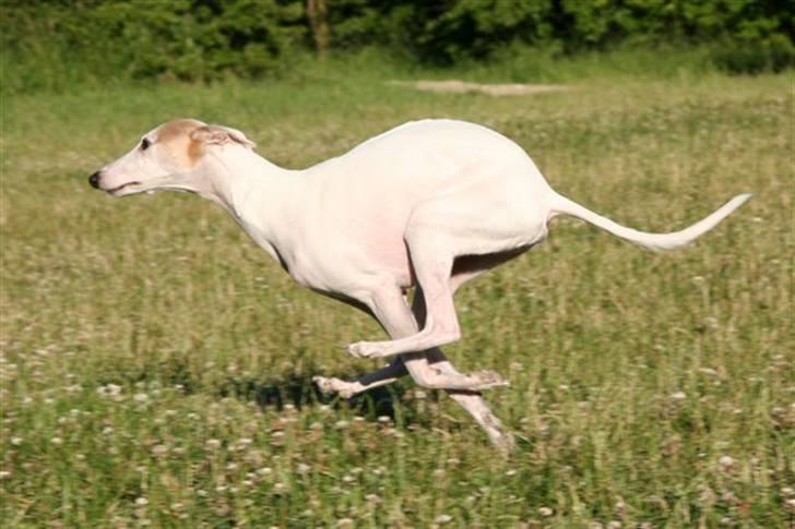 Whippet Bonzo (Himmelhund) - i aktion billede 3