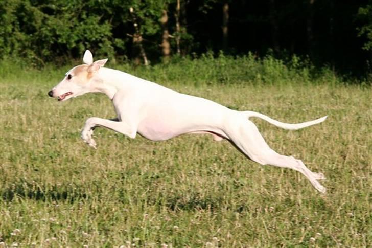 Whippet Bonzo (Himmelhund) - i løb billede 1