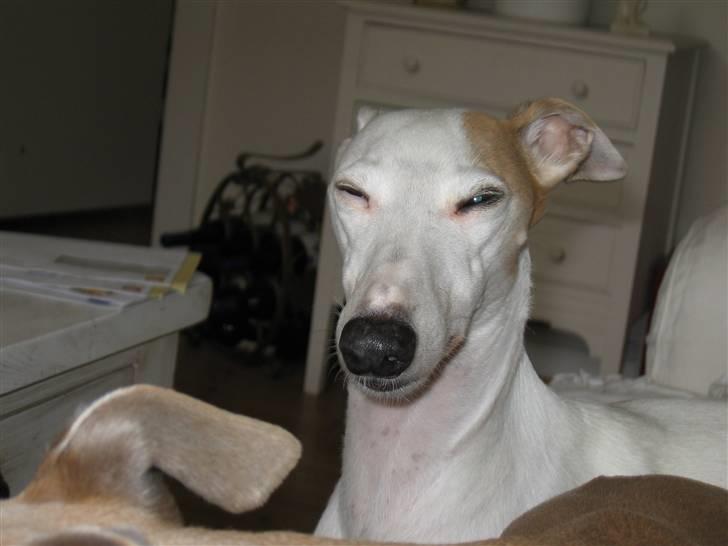 Whippet Bonzo (Himmelhund) - fotografen er her billede 4