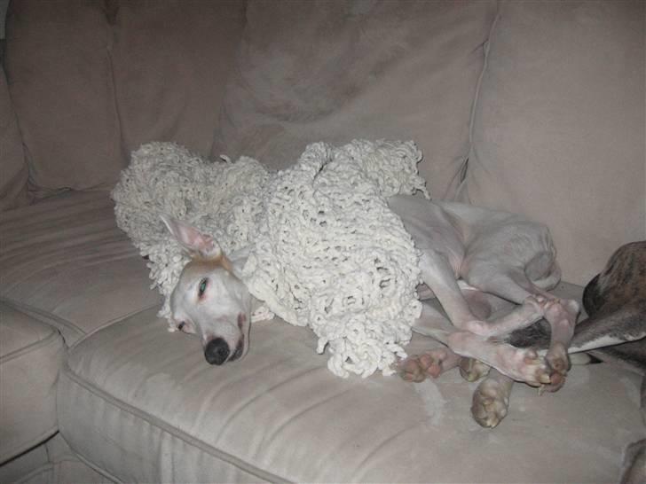 Whippet Bonzo (Himmelhund) - godnat billede 5