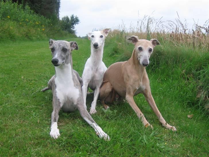 Whippet Bonzo (Himmelhund) - sit billede 6