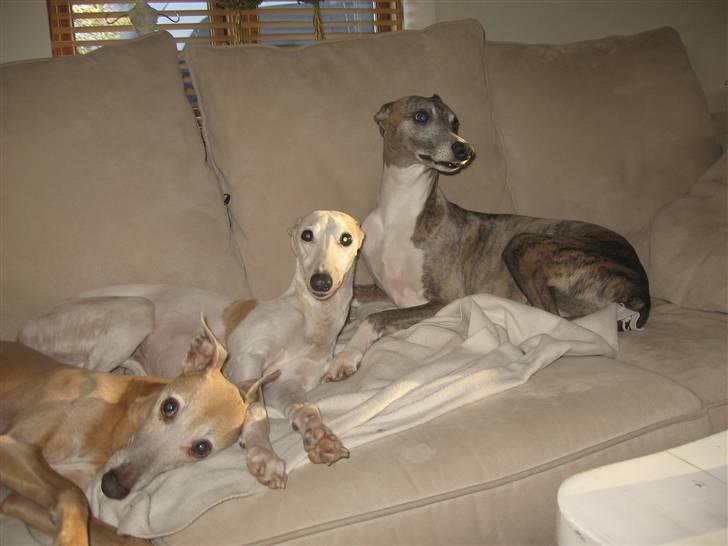 Whippet Bonzo (Himmelhund) - sofahygge med brødrene billede 7