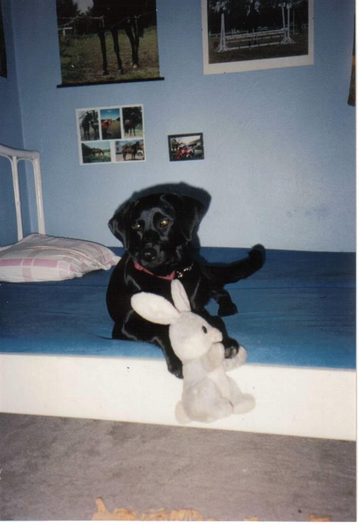 Blanding af racer Nala (død) - Nala ´96 billede 13