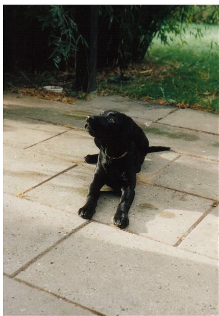 Blanding af racer Nala (død) - Nala ´95 billede 14