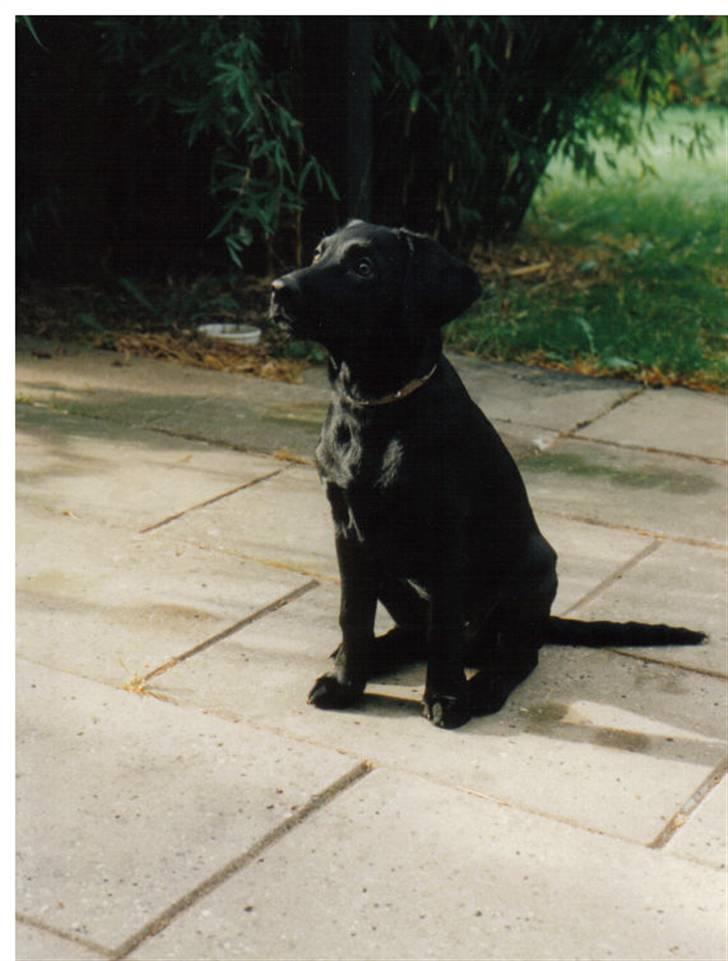 Blanding af racer Nala (død) - Nala ´95 billede 15