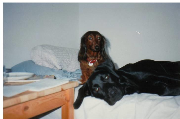 Blanding af racer Nala (død) - Nala og Dina ´96 billede 16