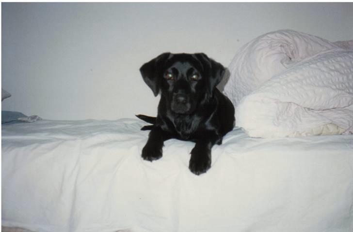 Blanding af racer Nala (død) - Nala ´96 billede 17