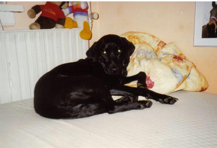 Blanding af racer Nala (død) - Nala maj ´97 billede 18