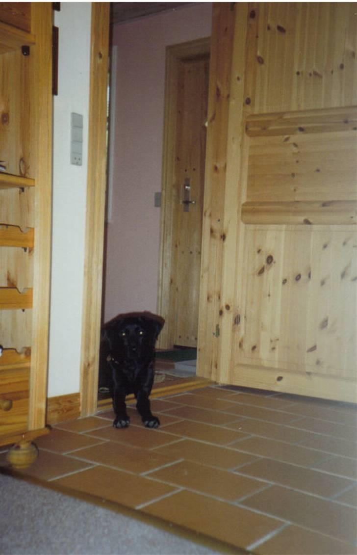 Blanding af racer Nala (død) - Nalas fødselsdag den 10/7-97 billede 19