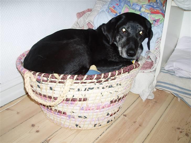 Blanding af racer Nala (død) - Nala elsker små kurve ´06 billede 20