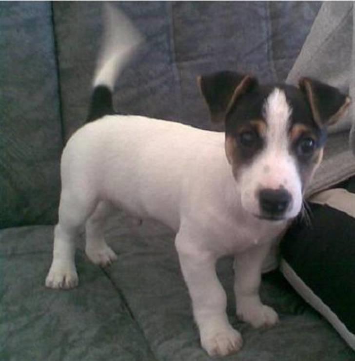 Jack russell terrier Johnson billede 1