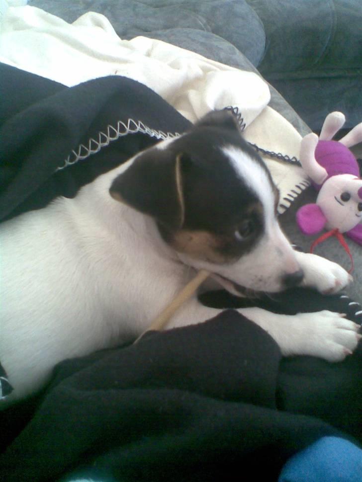 Jack russell terrier Johnson billede 2