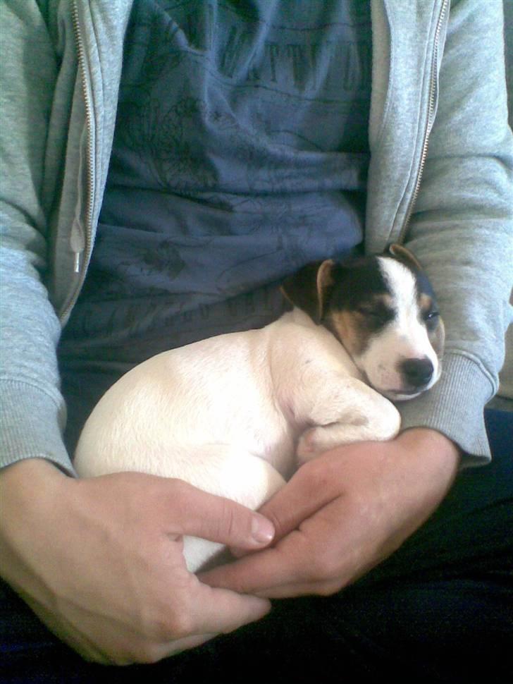 Jack russell terrier Johnson billede 3