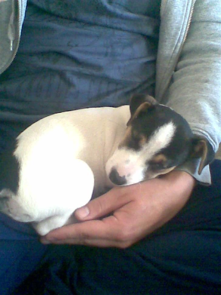 Jack russell terrier Johnson billede 4