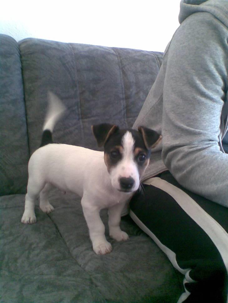 Jack russell terrier Johnson billede 5