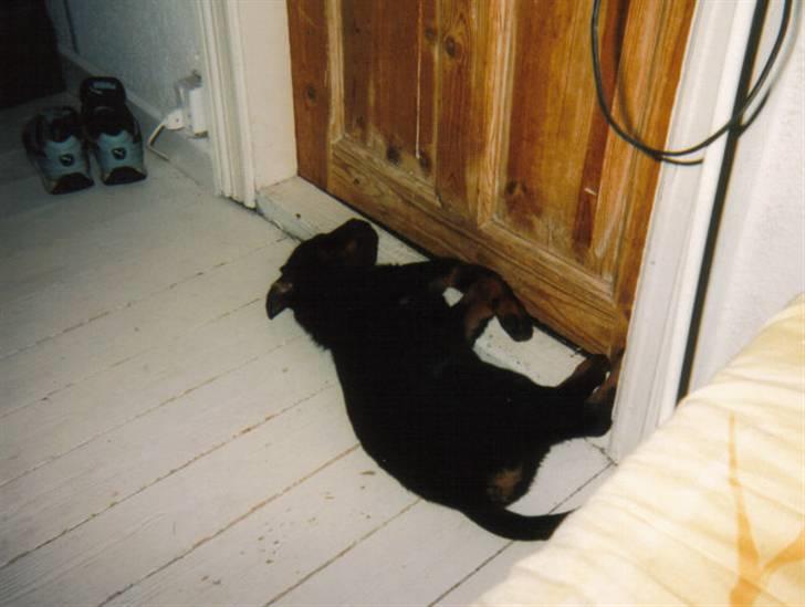 Rottweiler Sharki (død) - Sharki ´03 billede 15