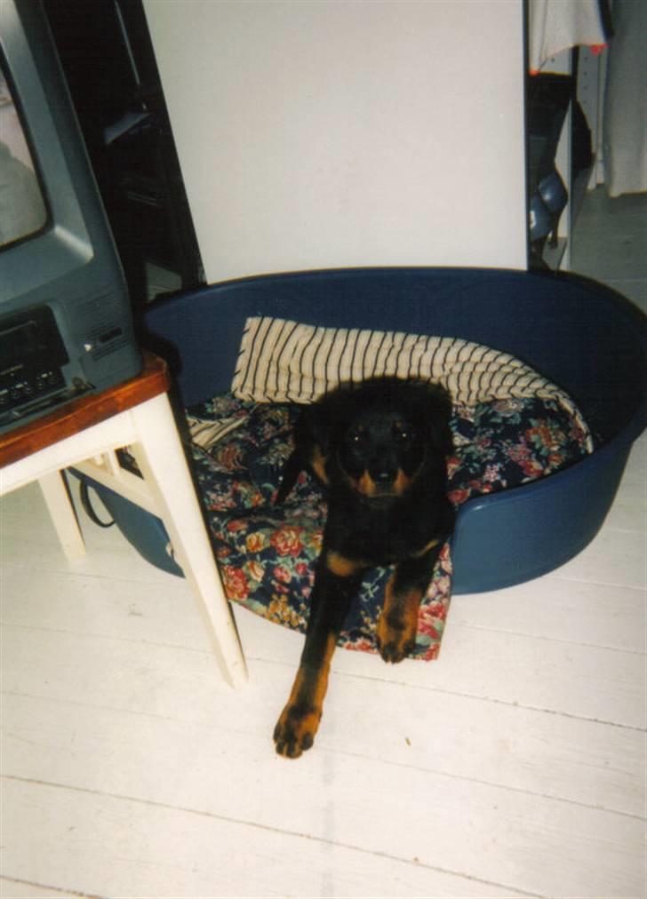 Rottweiler Sharki (død) - sharki ´03 billede 16