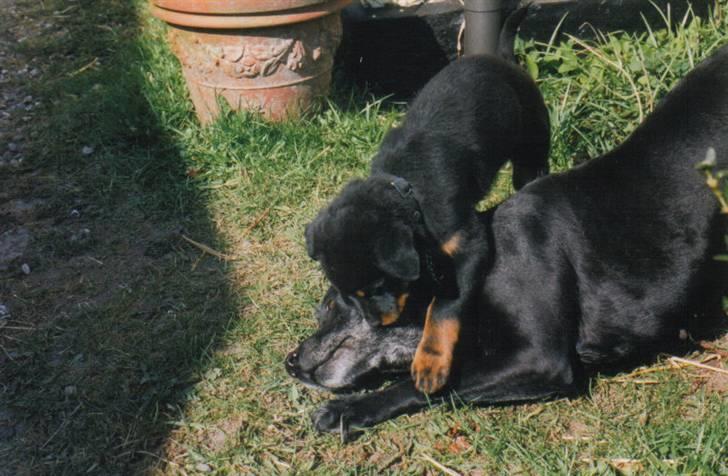 Rottweiler Sharki (død) - Sharki og Nala ´03 billede 17