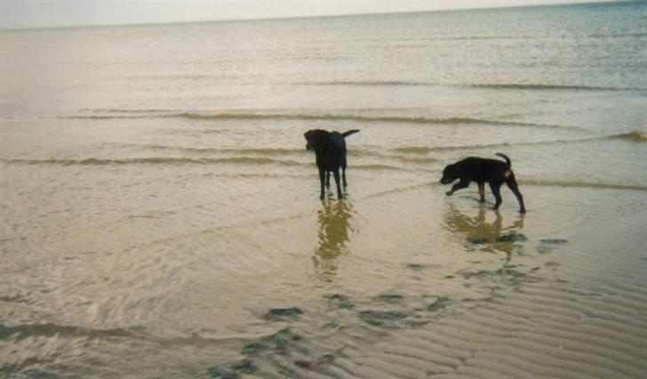 Rottweiler Sharki (død) - Sharkis første møde med vandet juni ´03 billede 18