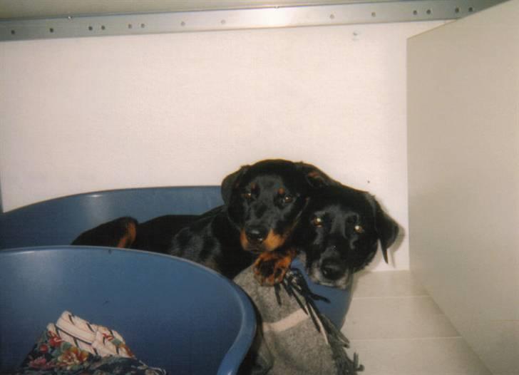 Rottweiler Sharki (død) - Sharki oven på Nala ´03 billede 19