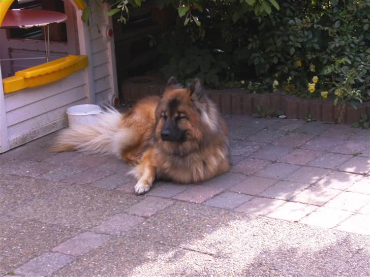 Eurasier Alto billede 10