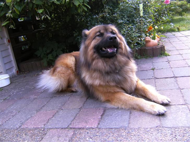 Eurasier Alto billede 11
