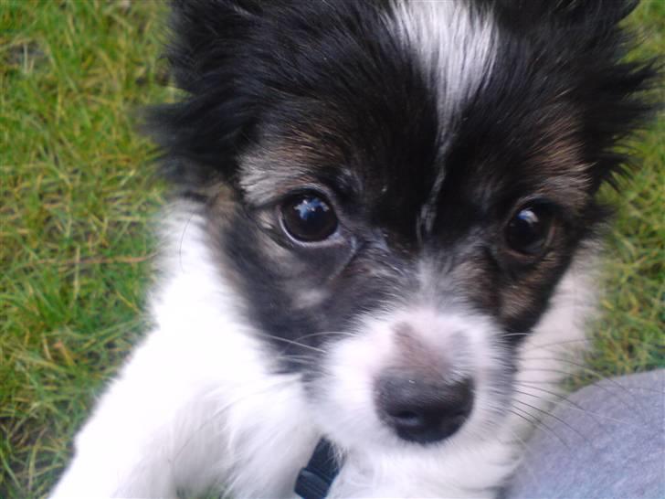 Papillon Valde - Close up Valde billede 5