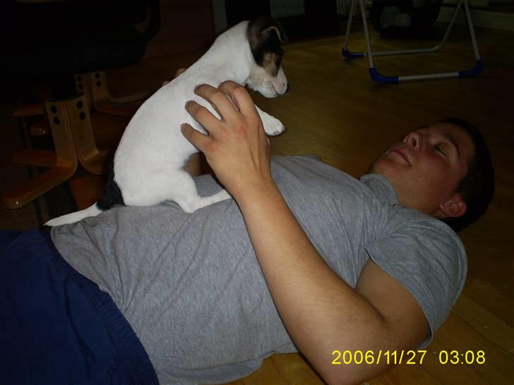 Jack russell terrier Johnson billede 6