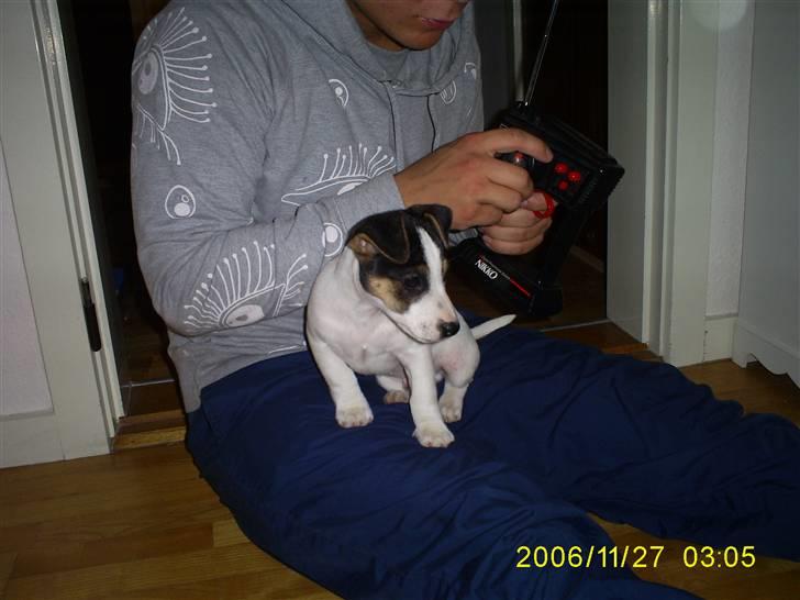 Jack russell terrier Johnson billede 7