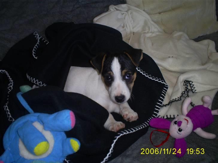 Jack russell terrier Johnson billede 8